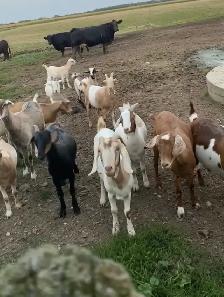 wether goats - Photo 2