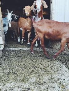 wether goats - Photo 3