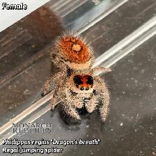 JUMPING SPIDER CAPTIVE BRED - Photo 4