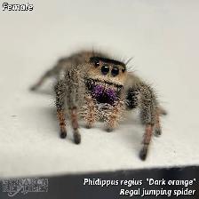 JUMPING SPIDER CAPTIVE BRED - Photo 6