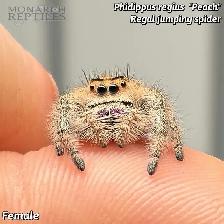 JUMPING SPIDER CAPTIVE BRED - Photo 8