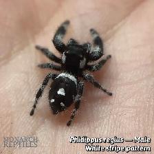 JUMPING SPIDER CAPTIVE BRED - Photo 9
