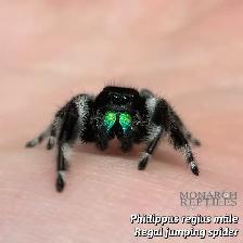 JUMPING SPIDER CAPTIVE BRED - Photo 10