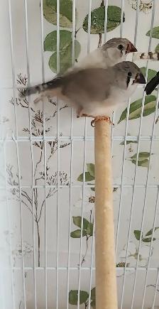 PLUSIEURS PINSONS MANDARIN 25.00 ( 45.00 ) PLUS TX EN ANIMALERIE
