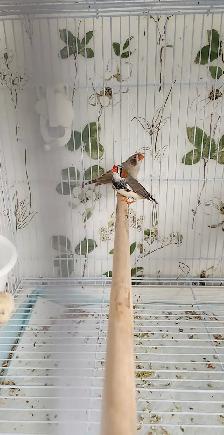 PLUSIEURS PINSONS MANDARIN 25.00 ( 45.00 ) PLUS TX EN ANIMALERIE - Photo 2