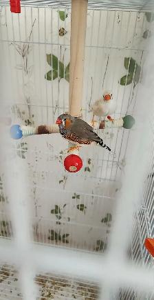 PLUSIEURS PINSONS MANDARIN 25.00 ( 45.00 ) PLUS TX EN ANIMALERIE - Photo 3