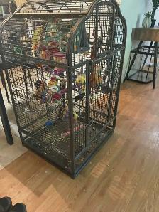 PLUSIEURS PINSONS MANDARIN 25.00 ( 45.00 ) PLUS TX EN ANIMALERIE - Photo 4