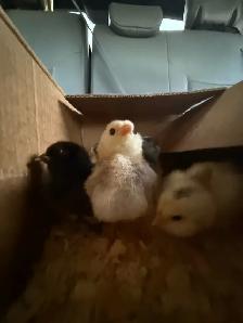 Adorable Chicks