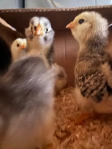 Adorable Chicks - Photo 3