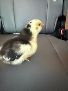 Adorable Chicks - Photo 4