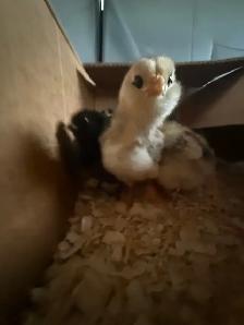 Adorable Chicks - Photo 5