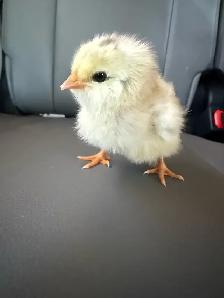 Adorable Chicks - Photo 6