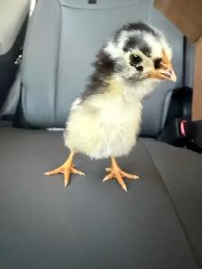 Adorable Chicks - Photo 7