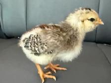 Adorable Chicks - Photo 8