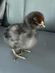 Adorable Chicks - Photo 9