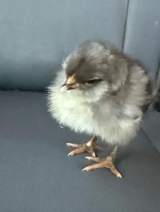 Adorable Chicks - Photo 10