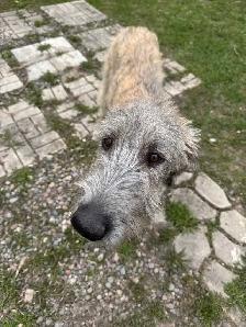 Irish Wolfhound Puppy