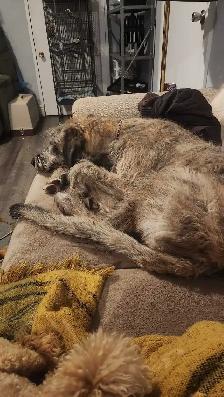 Irish Wolfhound Puppy - Photo 4