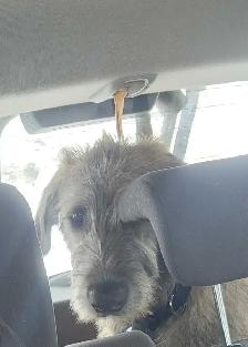 Irish Wolfhound Puppy - Photo 5