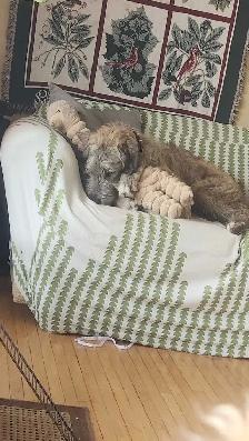 Irish Wolfhound Puppy - Photo 6