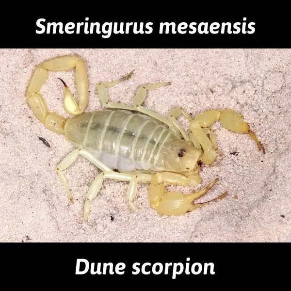 NOUVEAUTÉ  SCORPIONS LIST  NEW
