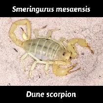 NOUVEAUTÉ  SCORPIONS LIST  NEW