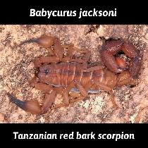 NOUVEAUTÉ  SCORPIONS LIST  NEW - Photo 2