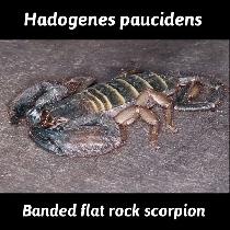 NOUVEAUTÉ  SCORPIONS LIST  NEW - Photo 3