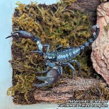 NOUVEAUTÉ  SCORPIONS LIST  NEW - Photo 4