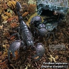 NOUVEAUTÉ  SCORPIONS LIST  NEW - Photo 5