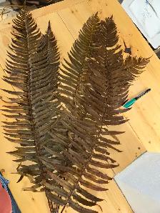 Preserved and Dried Floral  Inventory Lot Sale - Photo 4