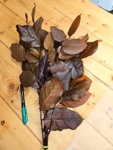 Preserved and Dried Floral  Inventory Lot Sale - Photo 9