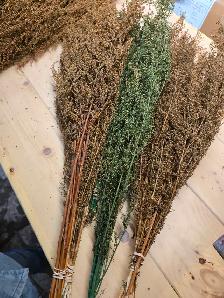 Preserved and Dried Floral  Inventory Lot Sale - Photo 10