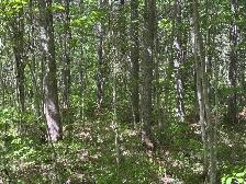 terre à bois à vendre - Photo 2