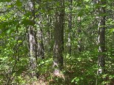terre à bois à vendre - Photo 3