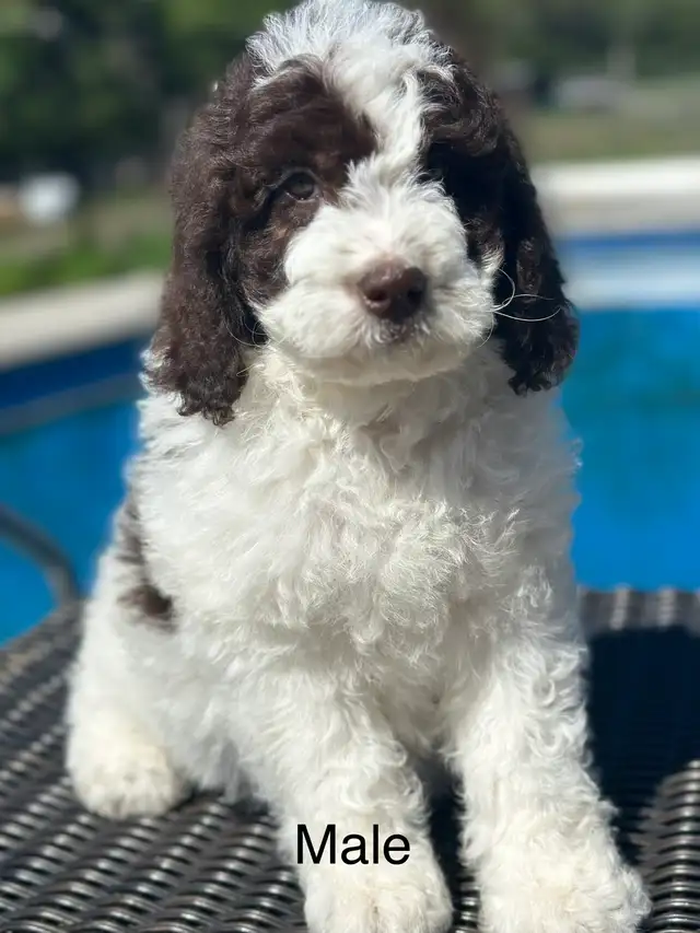 golden doodles