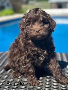golden doodles - Photo 3
