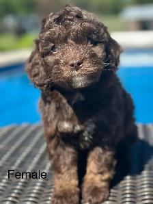 golden doodles - Photo 4