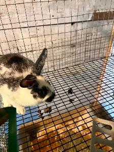 Silver Fox cross Rex female and New Zealand male Rabbits. - Photo 2