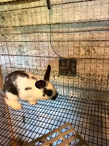 Silver Fox cross Rex female and New Zealand male Rabbits. - Photo 3