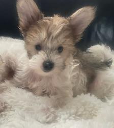 6 Adorable Chinese crested / Yorkie puppies.