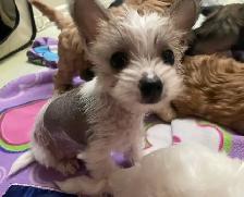 6 Adorable Chinese crested / Yorkie puppies. - Photo 2