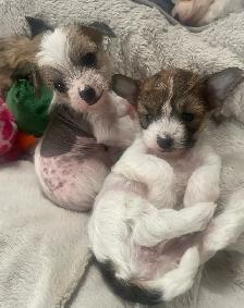 6 Adorable Chinese crested / Yorkie puppies. - Photo 3