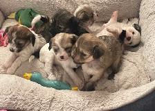 6 Adorable Chinese crested / Yorkie puppies. - Photo 4