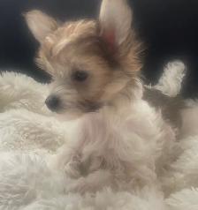 6 Adorable Chinese crested / Yorkie puppies. - Photo 5
