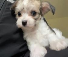 6 Adorable Chinese crested / Yorkie puppies. - Photo 6