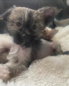 6 Adorable Chinese crested / Yorkie puppies. - Photo 7