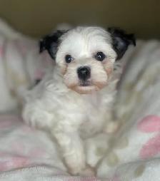 6 Adorable Chinese crested / Yorkie puppies. - Photo 8