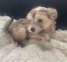 6 Adorable Chinese crested / Yorkie puppies. - Photo 9