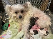 6 Adorable Chinese crested / Yorkie puppies. - Photo 10